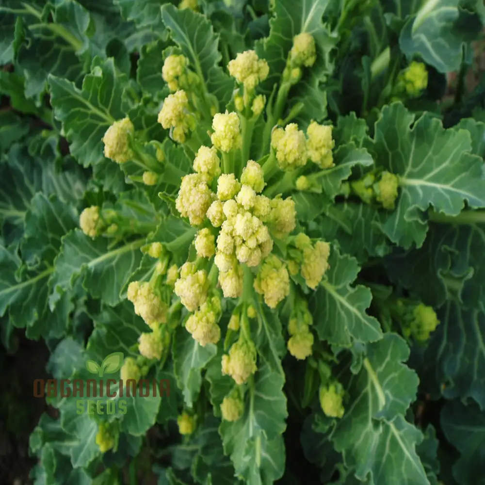 White Sprouting Broccoli from Seeds, Comprehensive Planting and Gardening Guide for Cultivating Healthy and Flavorful Garden Greens