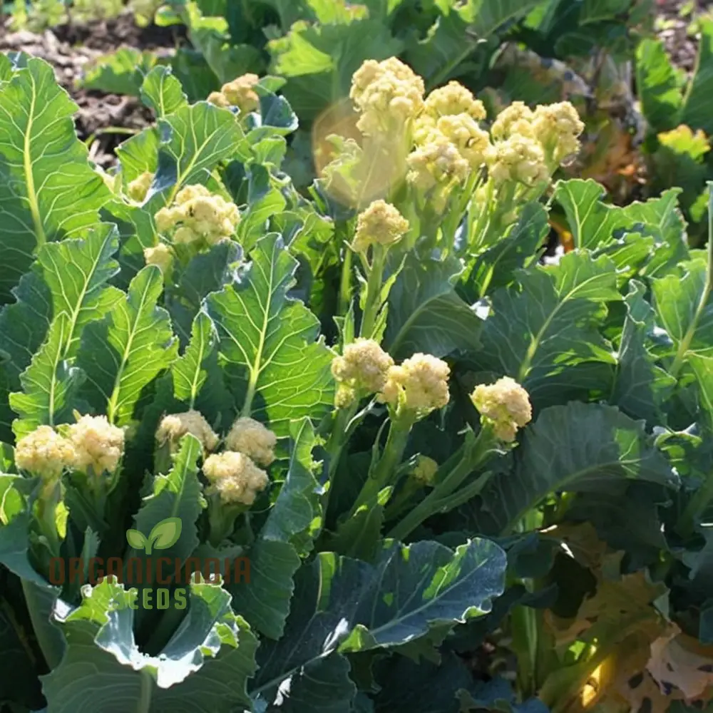 White Sprouting Broccoli from Seeds, Comprehensive Planting and Gardening Guide for Cultivating Healthy and Flavorful Garden Greens - Image 3