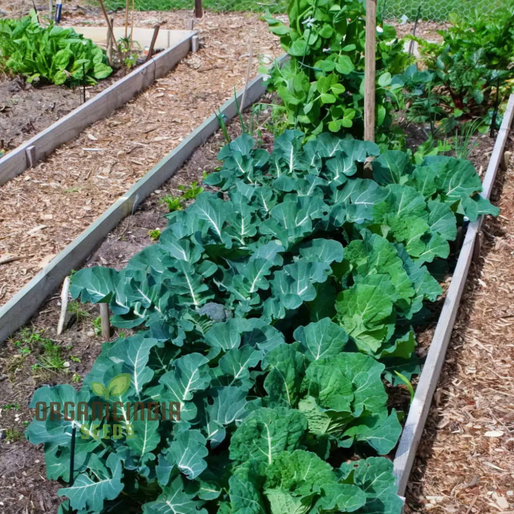 White Sprouting Broccoli from Seeds, Comprehensive Planting and Gardening Guide for Cultivating Healthy and Flavorful Garden Greens - Image 4