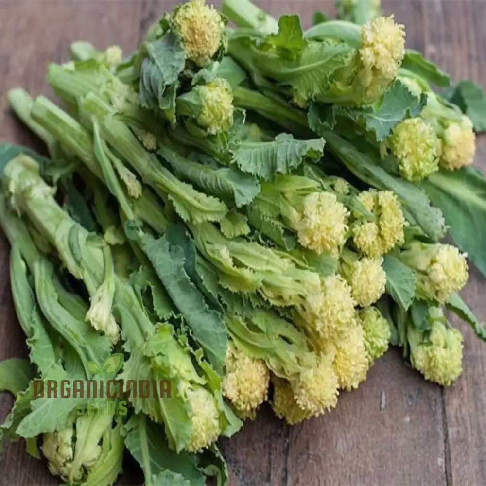 White Sprouting Broccoli from Seeds, Comprehensive Planting and Gardening Guide for Cultivating Healthy and Flavorful Garden Greens - Image 5