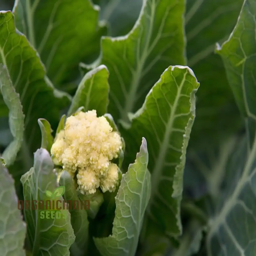 White Sprouting Broccoli from Seeds, Comprehensive Planting and Gardening Guide for Cultivating Healthy and Flavorful Garden Greens - Image 6