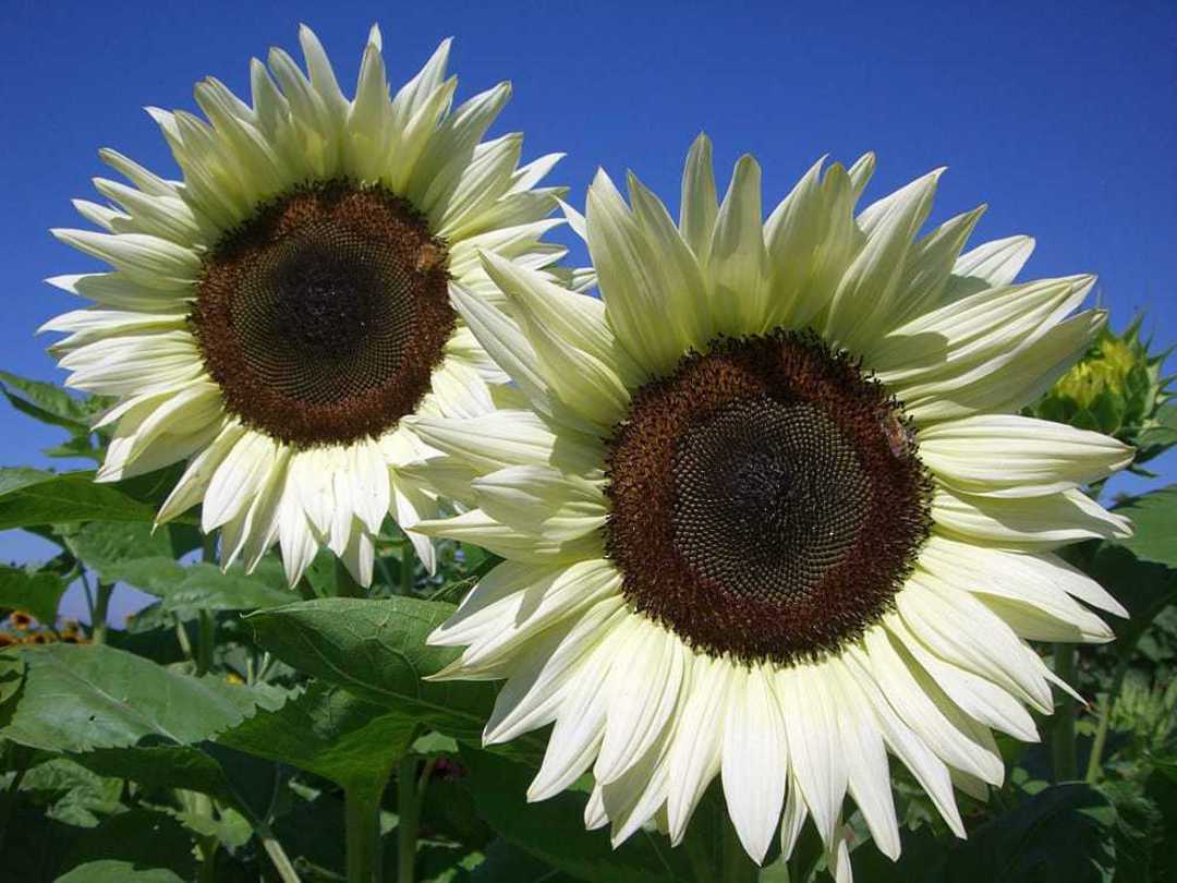 White Sunflower Seeds – Rare Elegant Blooms for Garden Planting - Image 2