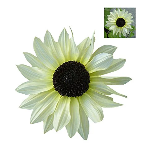 White Sunflower Seeds – Rare Elegant Blooms for Garden Planting - Image 4