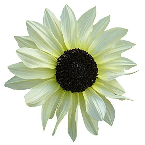 White Sunflower Seeds – Rare Elegant Blooms for Garden Planting - Image 5