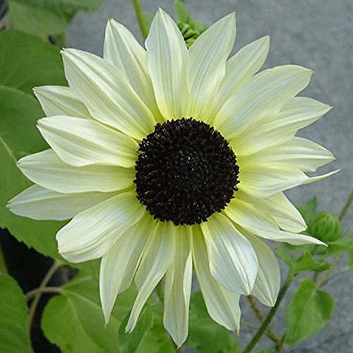 White Sunflower Seeds – Rare Elegant Blooms for Garden Planting - Image 6