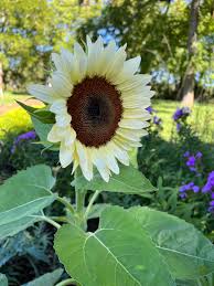White Sunflower Seeds – Rare Elegant Blooms for Garden Planting - Image 7