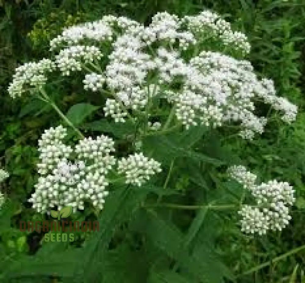 White Thoroughwort Plant Seeds, Boneset Perfoliate Flower Seeds, 50pcs White Eupatorium Seeds, Perfoliate Thoroughwort Plant Seeds