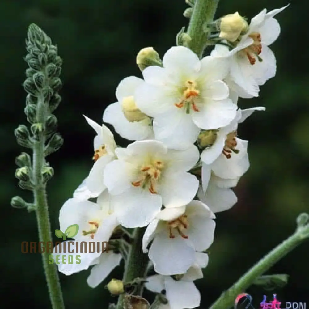 White Verbascum Bride Flower Seeds: Elevate Your Garden with Elegant Verbascum Blooms for a Stunning Floral Display