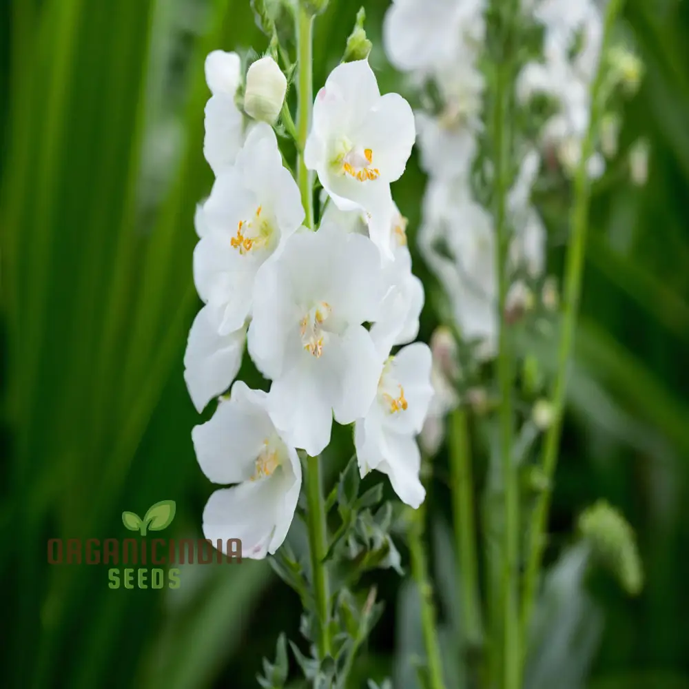 White Verbascum Bride Flower Seeds: Elevate Your Garden with Elegant Verbascum Blooms for a Stunning Floral Display - Image 3