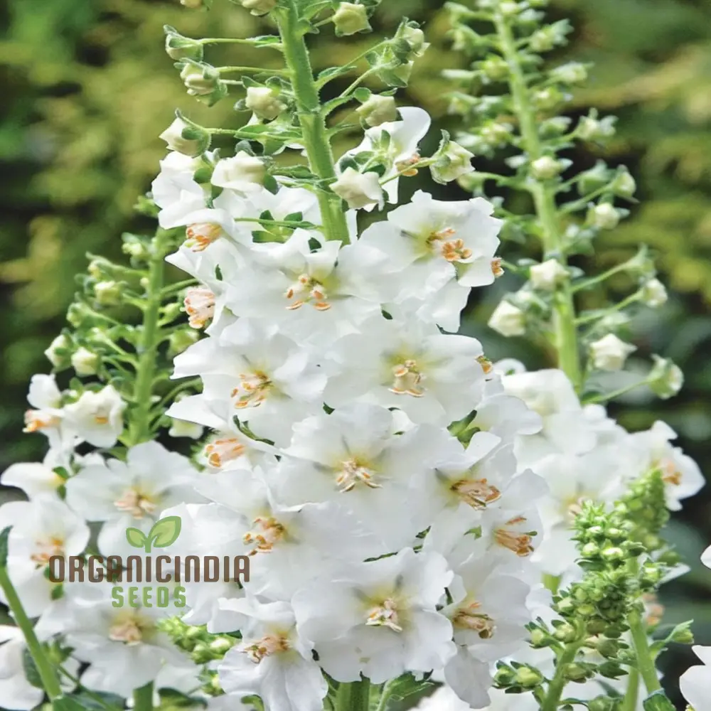 White Verbascum Bride Flower Seeds: Elevate Your Garden with Elegant Verbascum Blooms for a Stunning Floral Display - Image 4