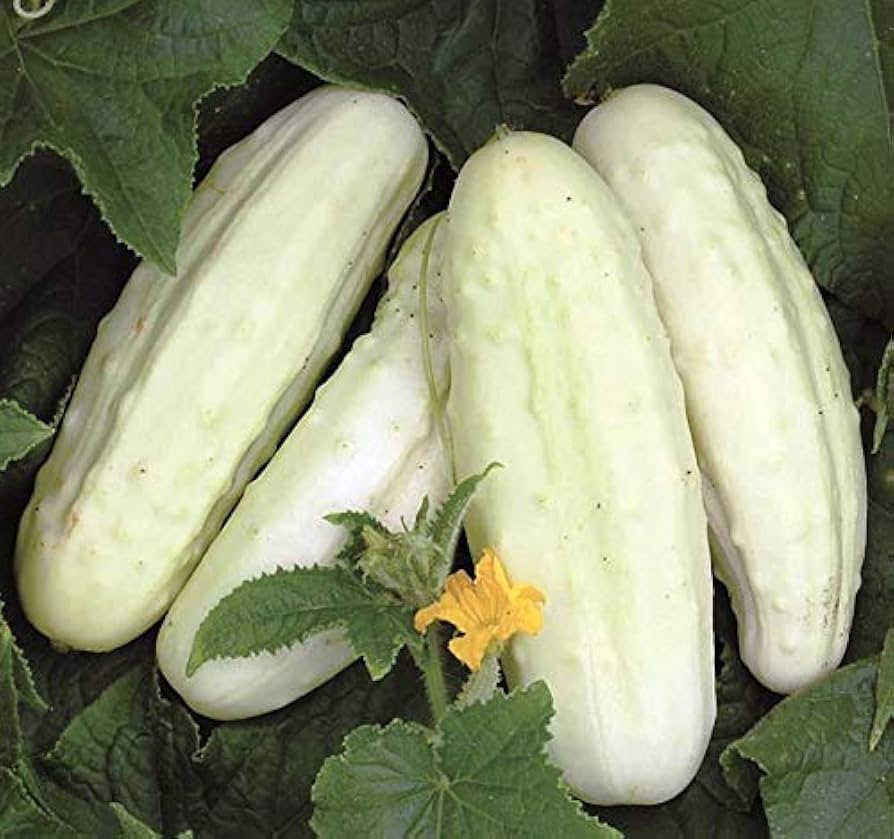 White Wonder Cucumber (Cucumis Sativus) – Fruit Seeds - Image 3