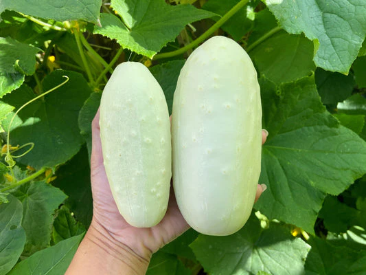 White Wonder Cucumber (Cucumis Sativus) – Fruit Seeds - Image 4