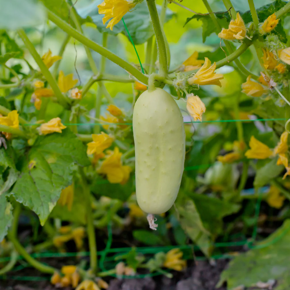 White Wonder Cucumber Seeds – Heirloom, Crisp & Productive - Image 2