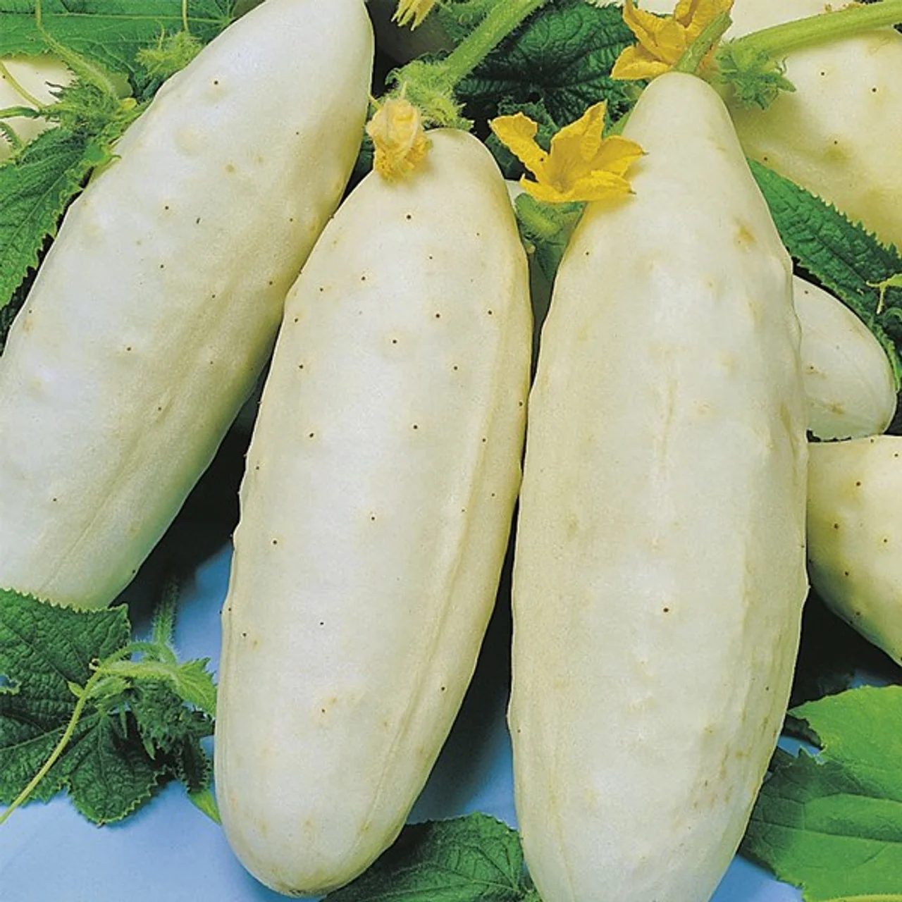 White Wonder Cucumber Seeds – Heirloom, Crisp & Productive - Image 3