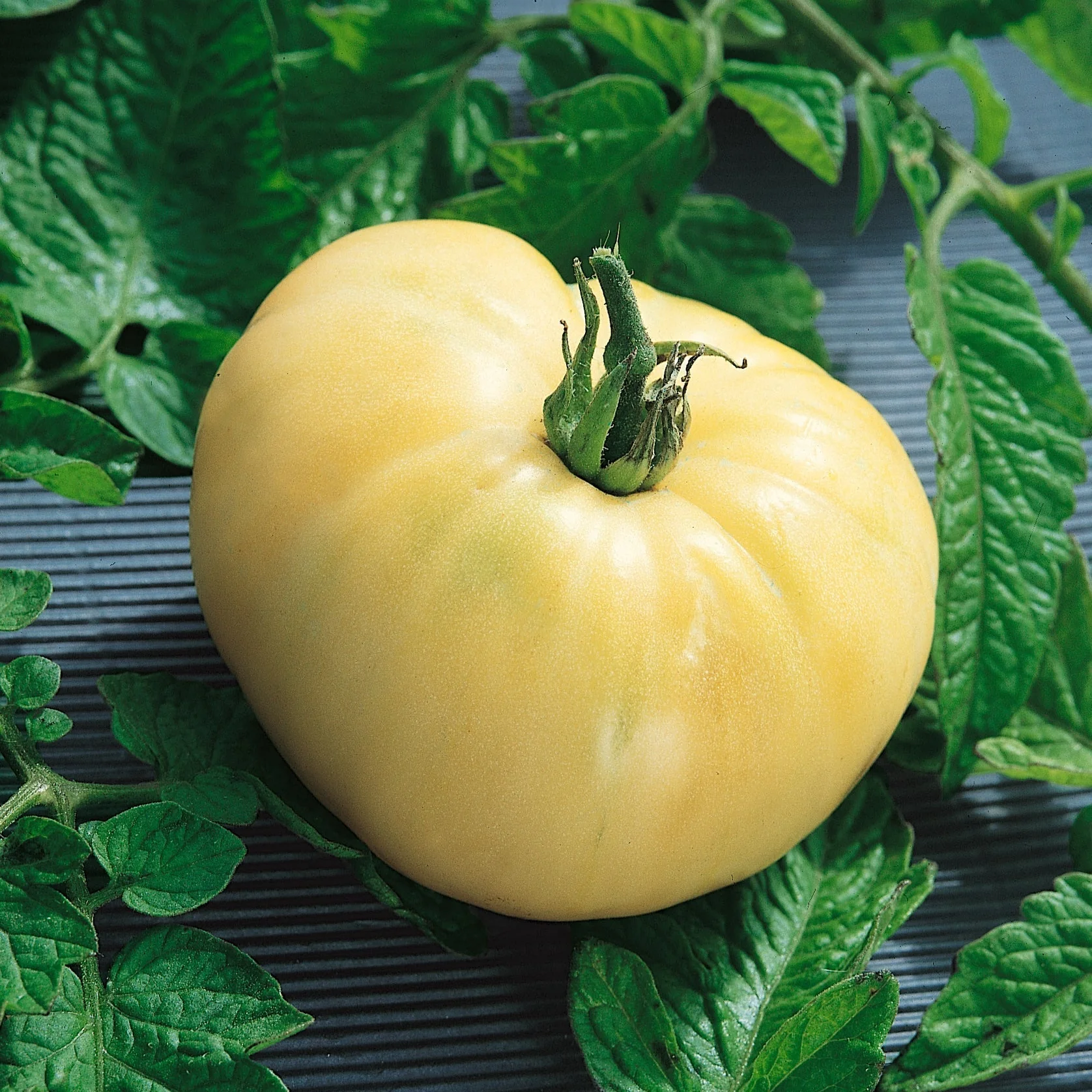 White Wonder Tomato Seeds – Heirloom, Sweet & Juicy - Grow Your Own Tomatoes