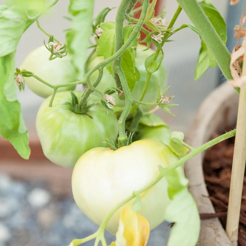 White Wonder Tomato Seeds – Heirloom, Sweet & Juicy - Grow Your Own Tomatoes - Image 2