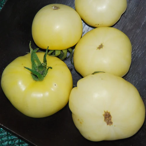 White Wonder Tomato Seeds – Heirloom, Sweet & Juicy - Grow Your Own Tomatoes - Image 3