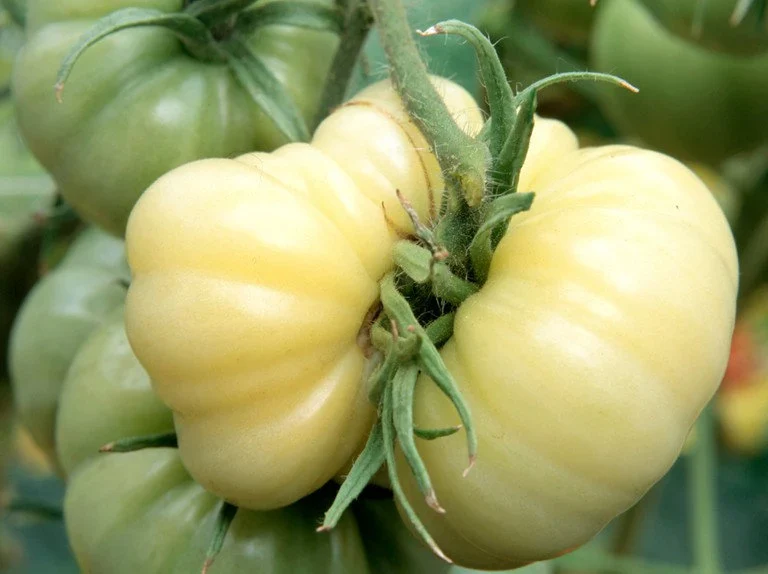 White Wonder Tomato Seeds – Heirloom, Sweet & Juicy - Grow Your Own Tomatoes - Image 4