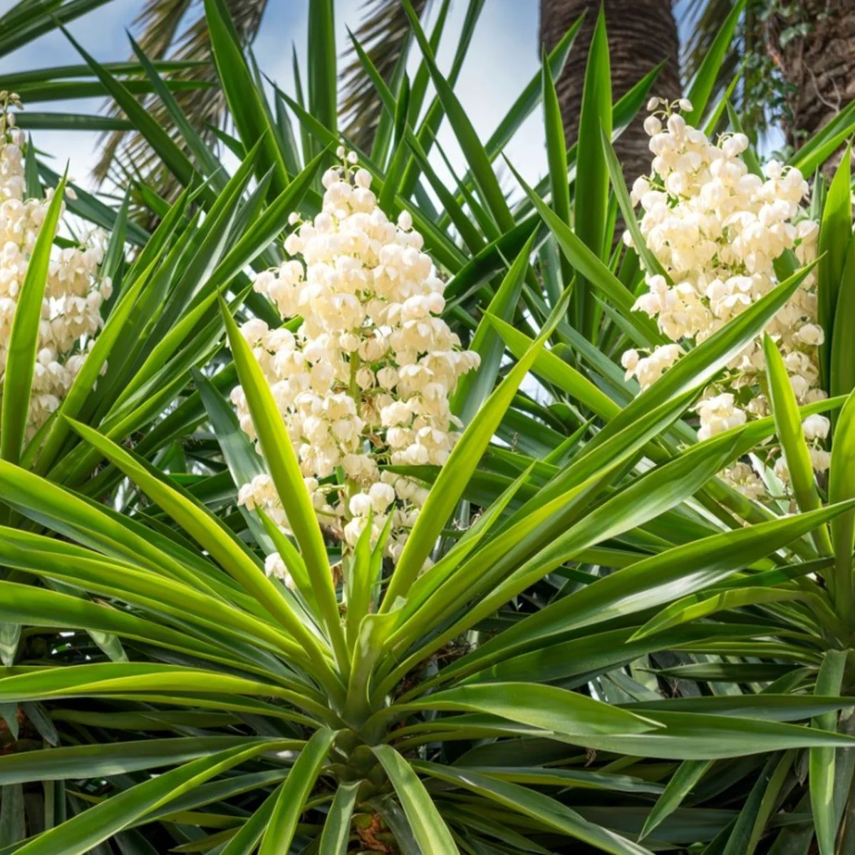 White Yucca Filamentosa Seeds – Drought-Tolerant Garden Variety for Elegant Landscapes