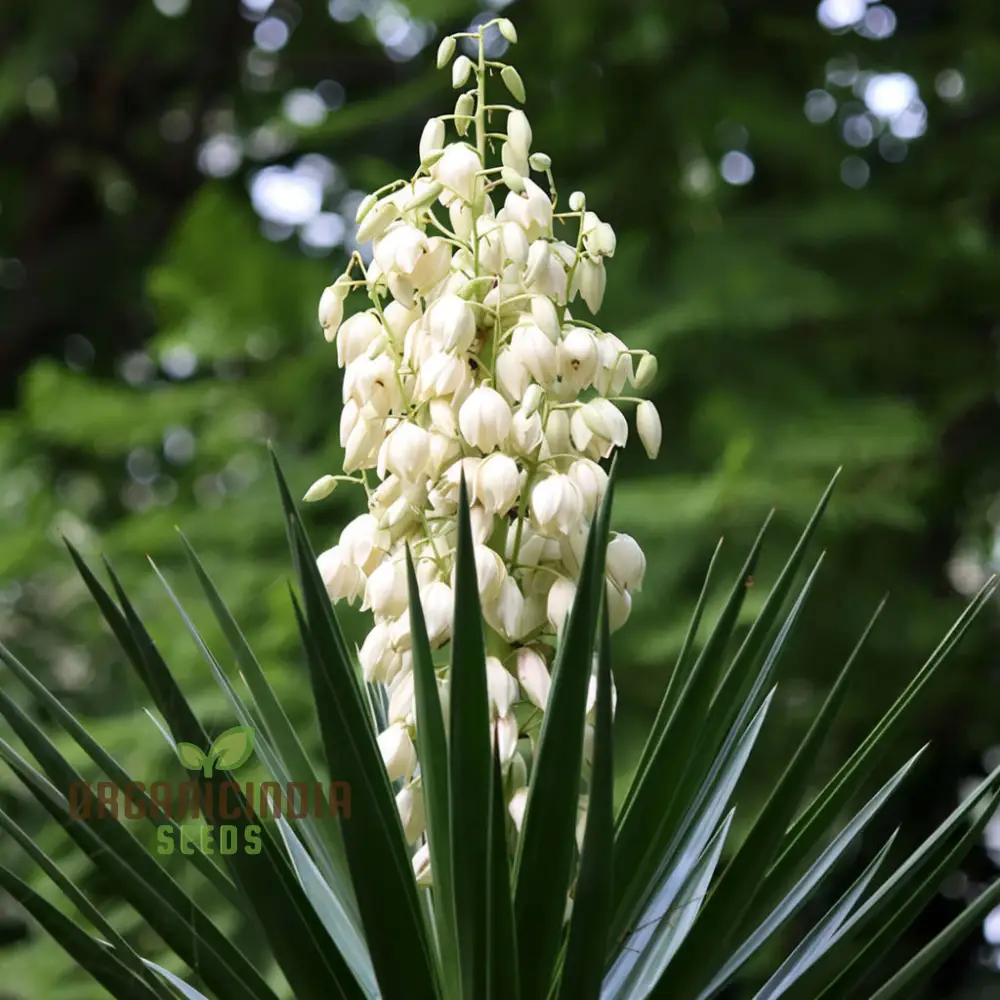 White Yucca Filamentosa Seeds – Drought-Tolerant Garden Variety for Elegant Landscapes - Image 2