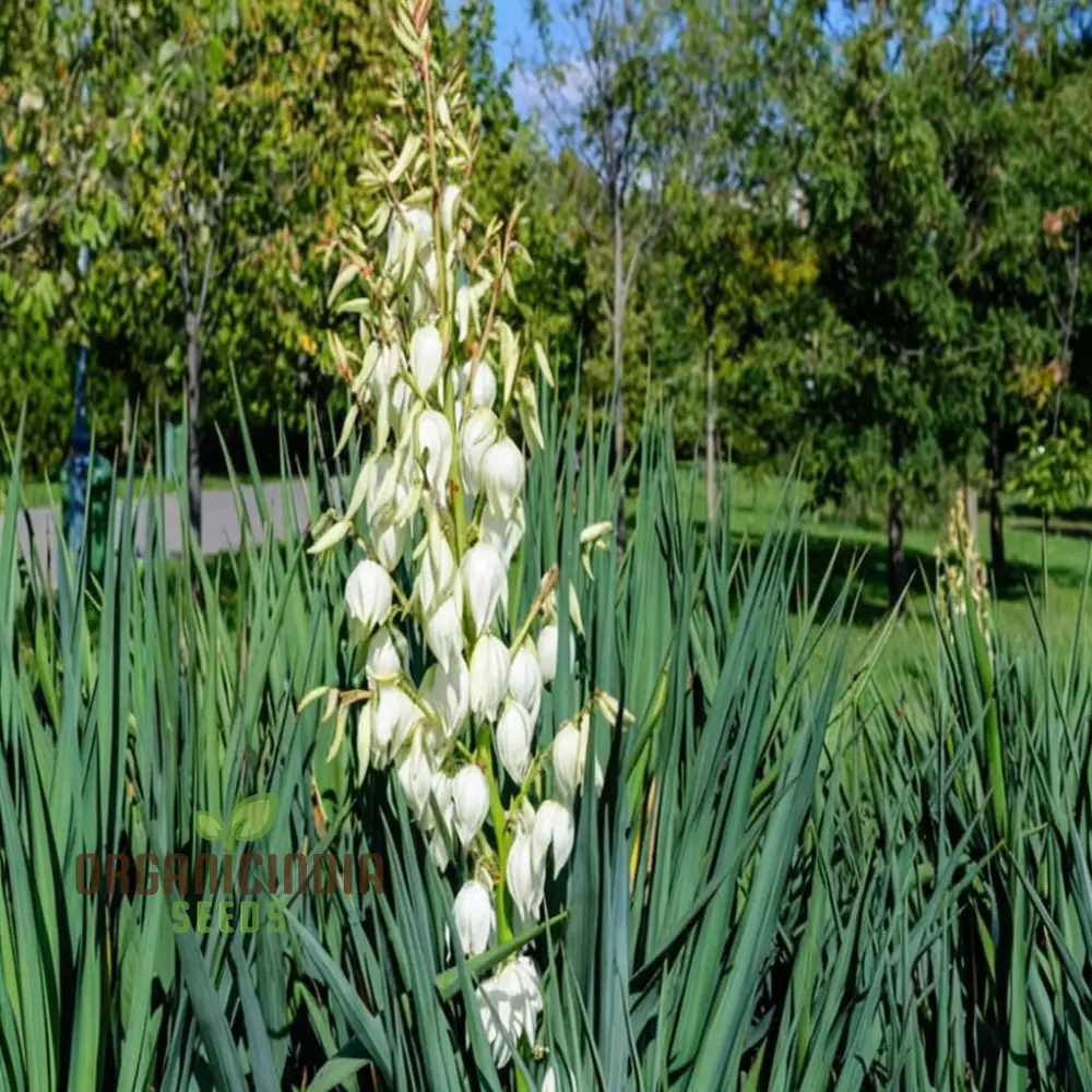 White Yucca Filamentosa Seeds – Drought-Tolerant Garden Variety for Elegant Landscapes - Image 4