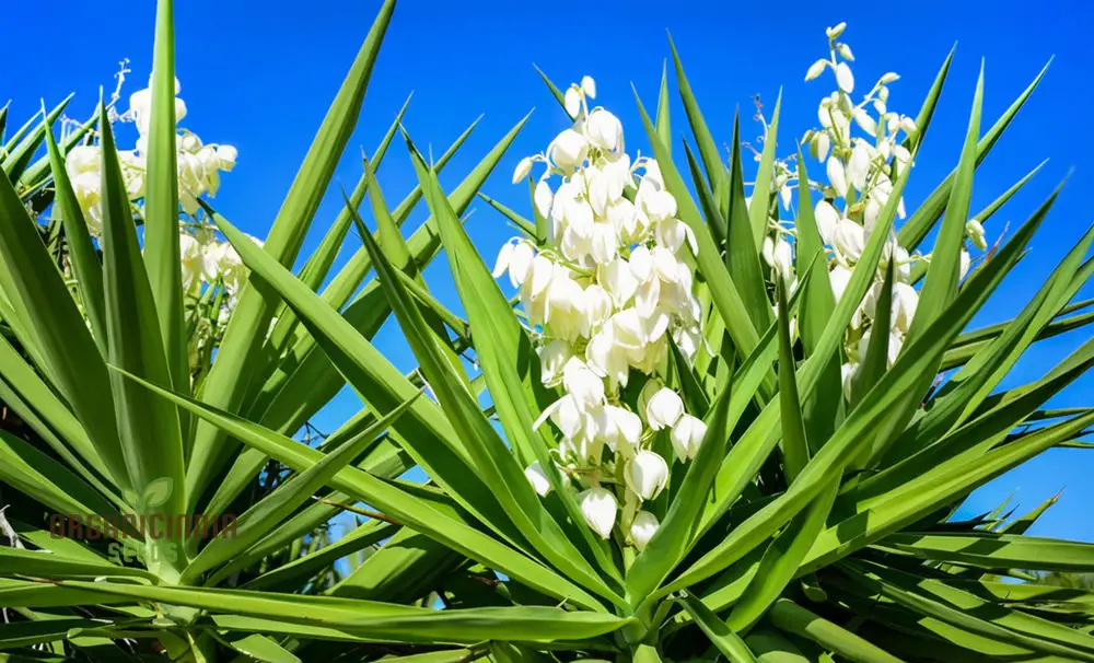 White Yucca Filamentosa Seeds – Drought-Tolerant Garden Variety for Elegant Landscapes - Image 5