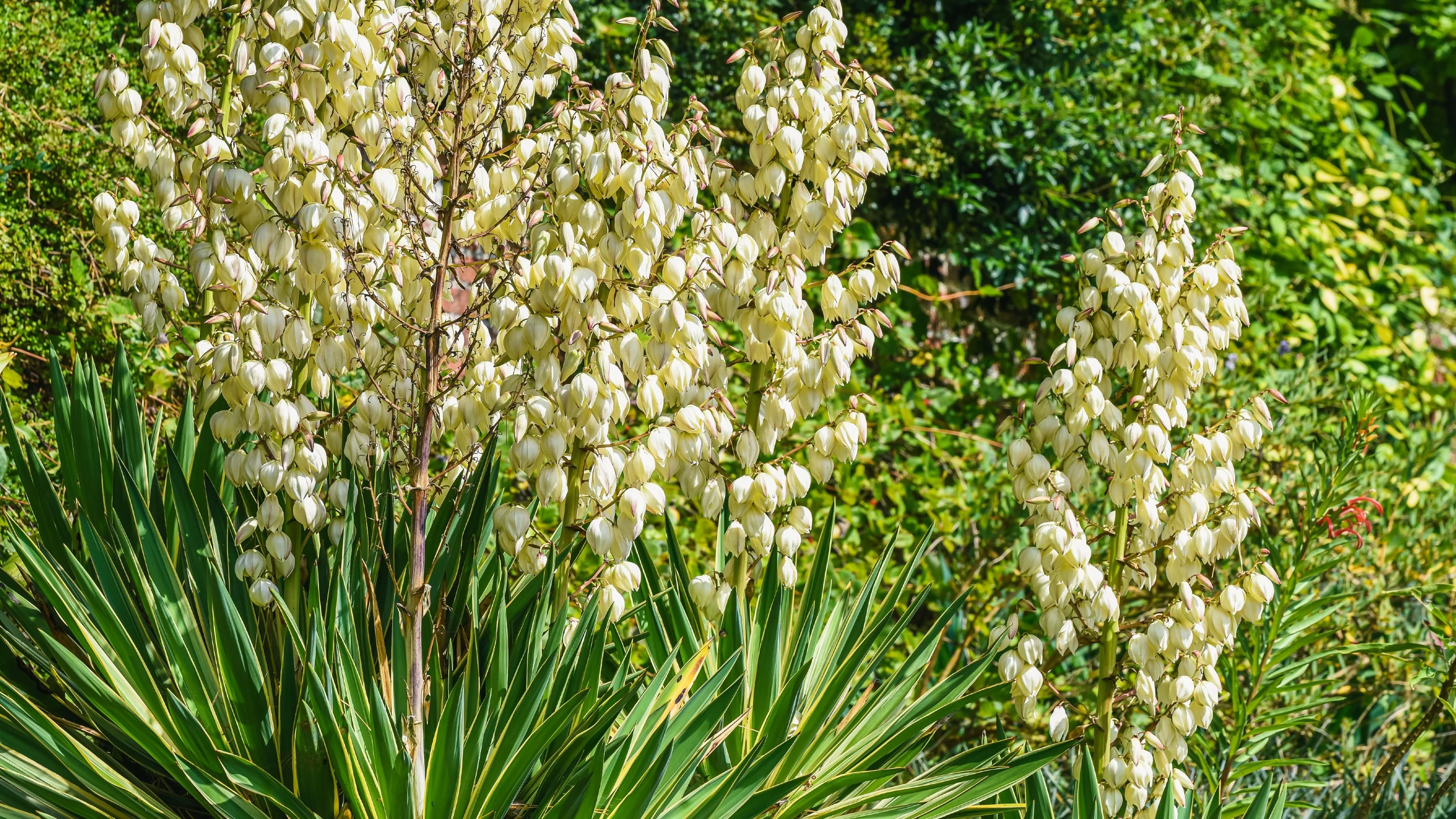 White Yucca Filamentosa Seeds – Drought-Tolerant Garden Variety for Elegant Landscapes - Image 6