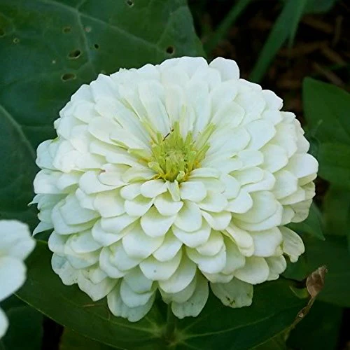 White Zinnia Seeds – Pure White and Cream Blooms for Garden Planting - Image 4