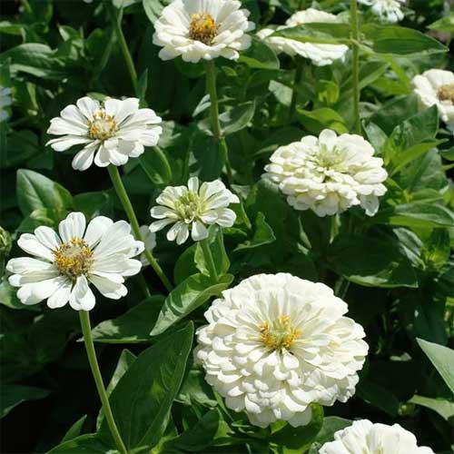White Zinnia Seeds – Pure White and Cream Blooms for Garden Planting - Image 5