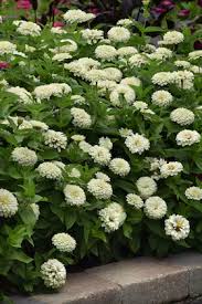 White Zinnia Seeds – Pure White and Cream Blooms for Garden Planting - Image 6