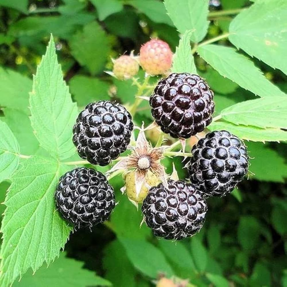 Whitebark Black Raspberry Fruit Seeds