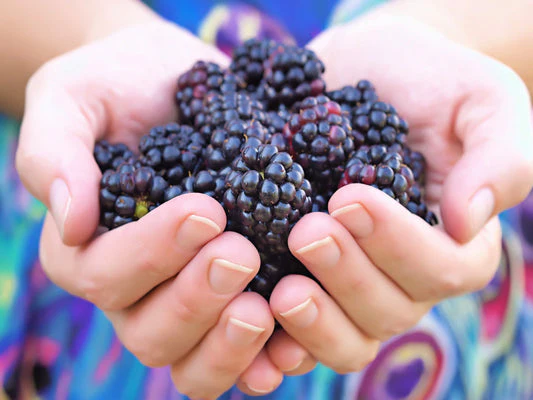 Whitebark Black Raspberry Fruit Seeds - Image 3
