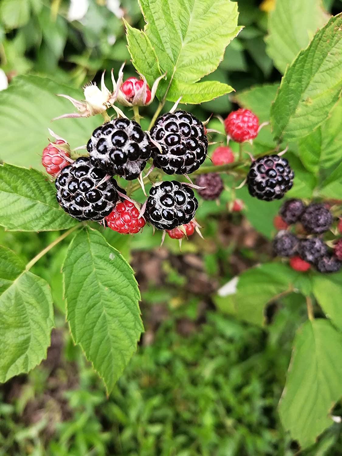 Whitebark Black Raspberry Fruit Seeds - Image 4