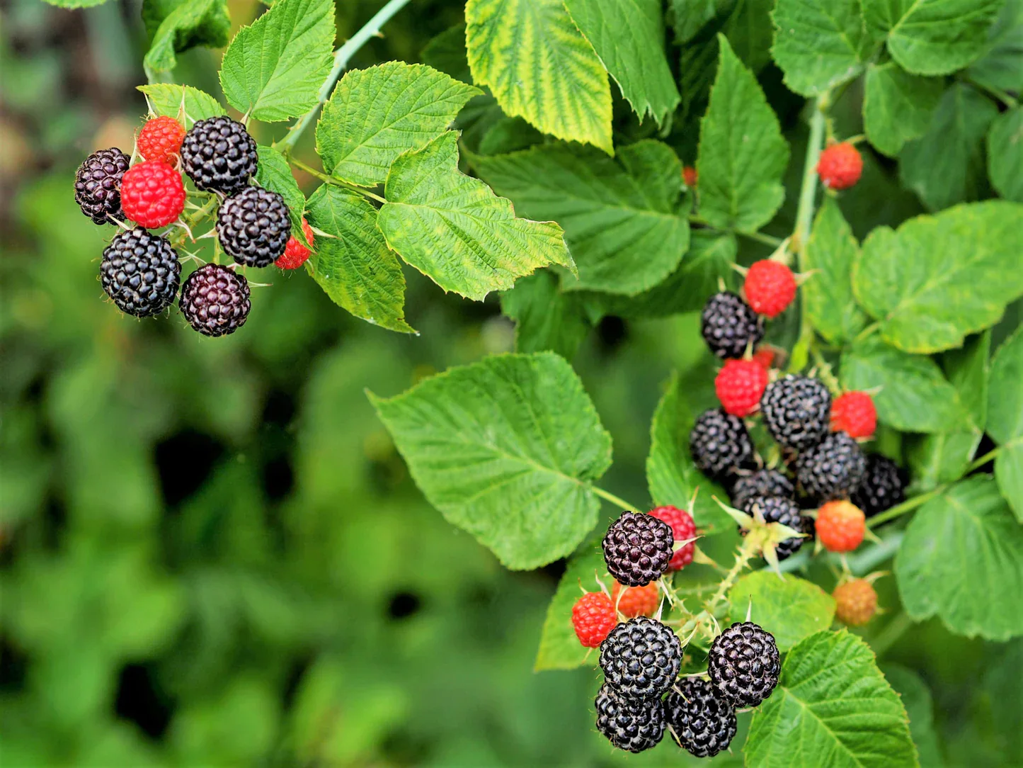 Whitebark Black Raspberry Fruit Seeds - Image 5
