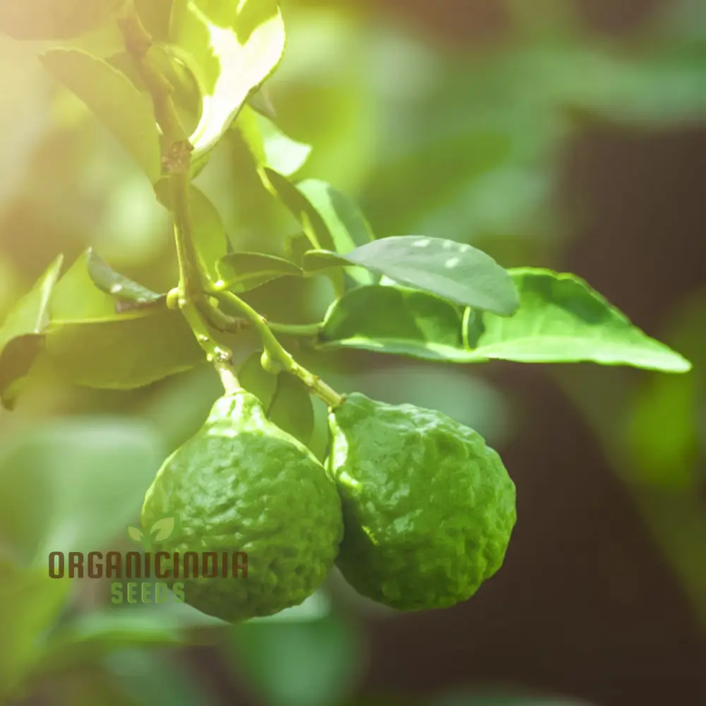 Wild Bergamot Seeds - Aromatic Blooms for Lush, Pollinator-Friendly Gardens