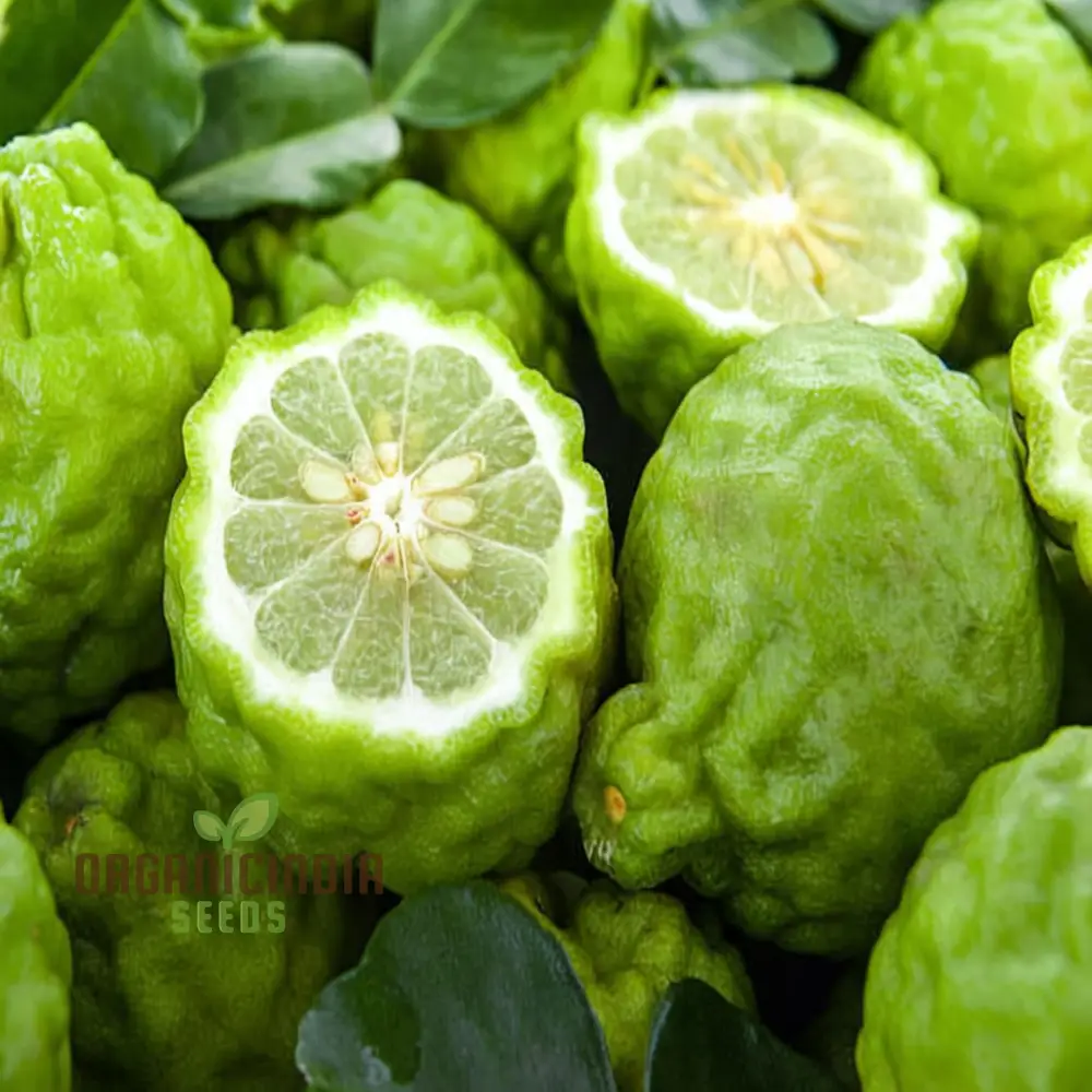 Wild Bergamot Seeds - Aromatic Blooms for Lush, Pollinator-Friendly Gardens - Image 4
