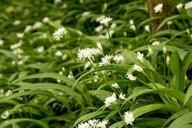 Herb Seeds (Wild Garlic Seeds) - Aromatic and Edible Wild Herb for Flavorful Dishes - Image 5