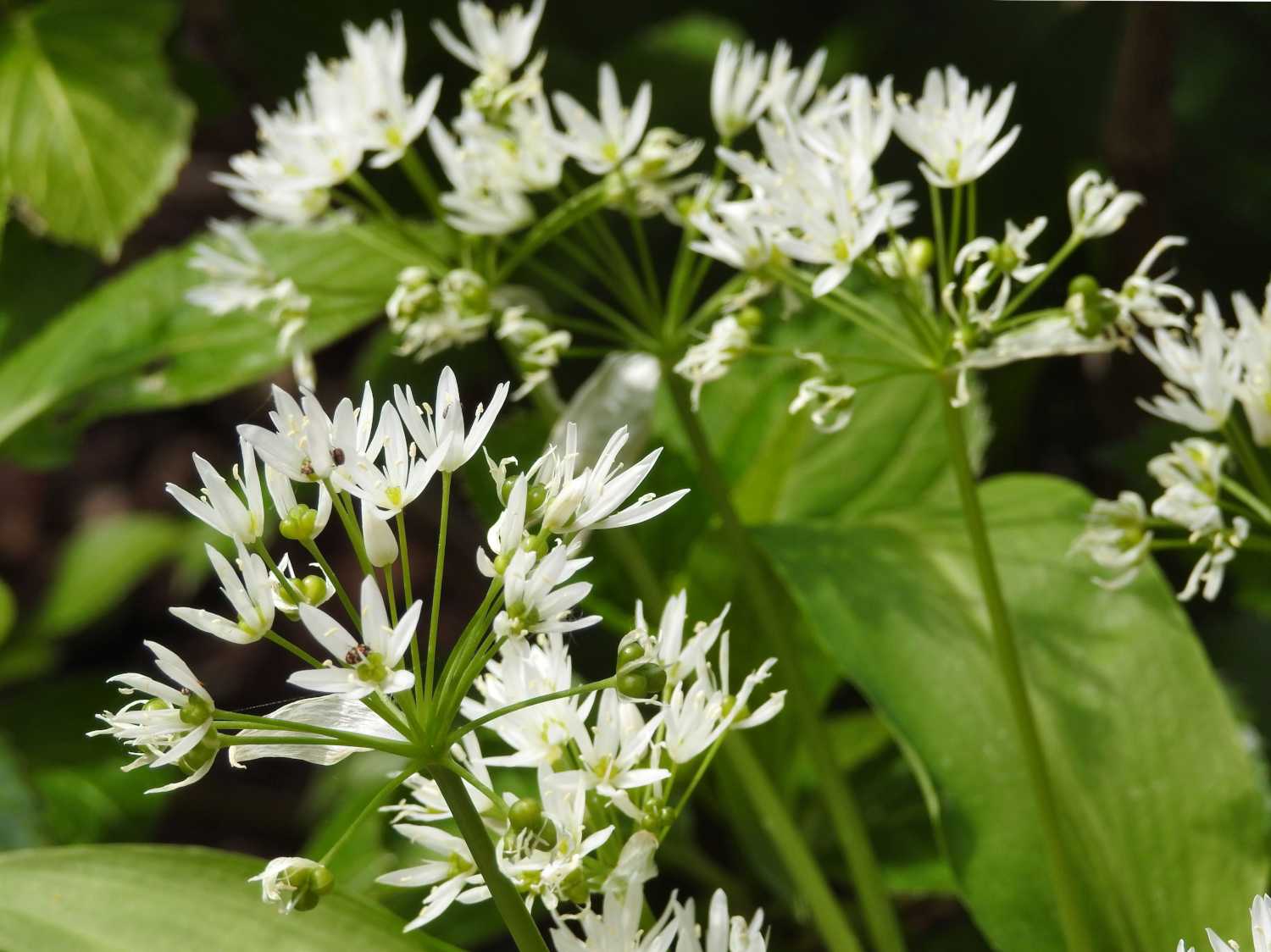 Herb Seeds (Wild Garlic Seeds) - Aromatic and Edible Wild Herb for Flavorful Dishes - Image 6