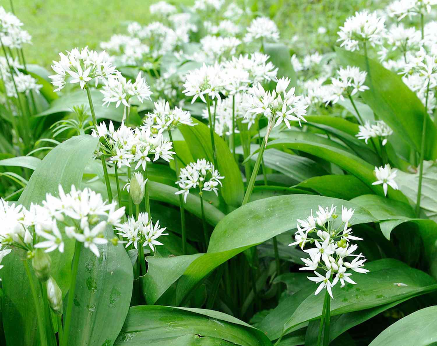 Herb Seeds (Wild Garlic Seeds) - Aromatic and Edible Wild Herb for Flavorful Dishes - Image 7