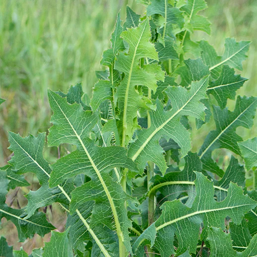 Wild Lettuce Herb Seeds For Planting, Lactuca Virosa - Image 2