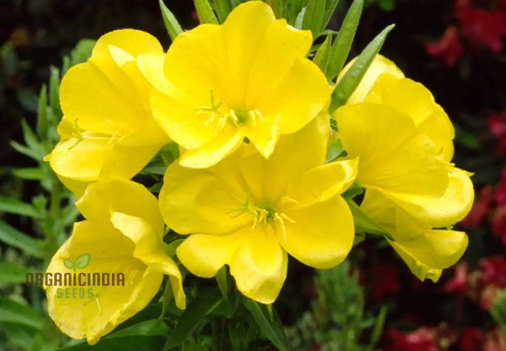 Wild Primrose Flower Seeds For Planting: Nurture Your Garden with Nature's Delicate Beauty and Flourish with Blooms of Timeless Elegance - Image 2