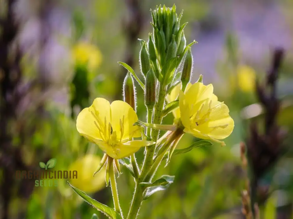 Wild Primrose Flower Seeds For Planting: Nurture Your Garden with Nature's Delicate Beauty and Flourish with Blooms of Timeless Elegance - Image 3