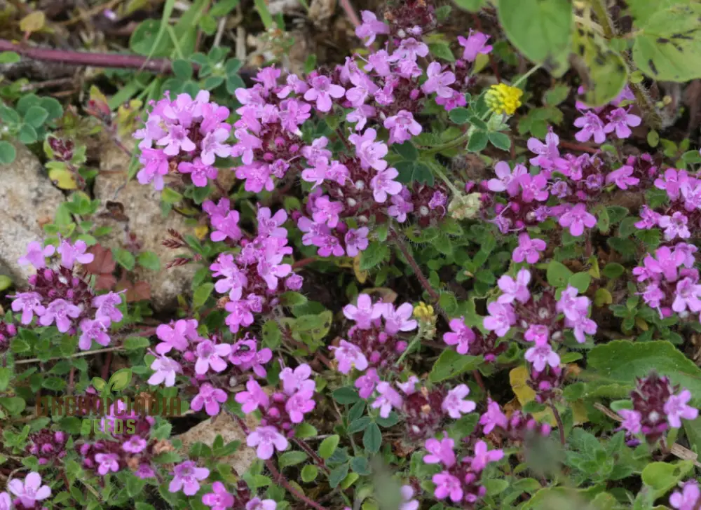 Wild Thyme Gardening Haven Flower Seeds For Planting: Cultivate Your Green Oasis with Nature's Finest Herbs - Image 3