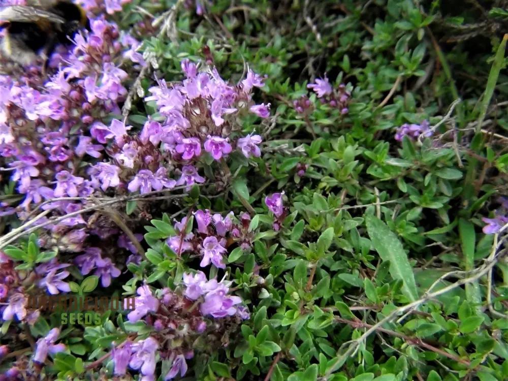 Wild Thyme Gardening Haven Flower Seeds For Planting: Cultivate Your Green Oasis with Nature's Finest Herbs - Image 4