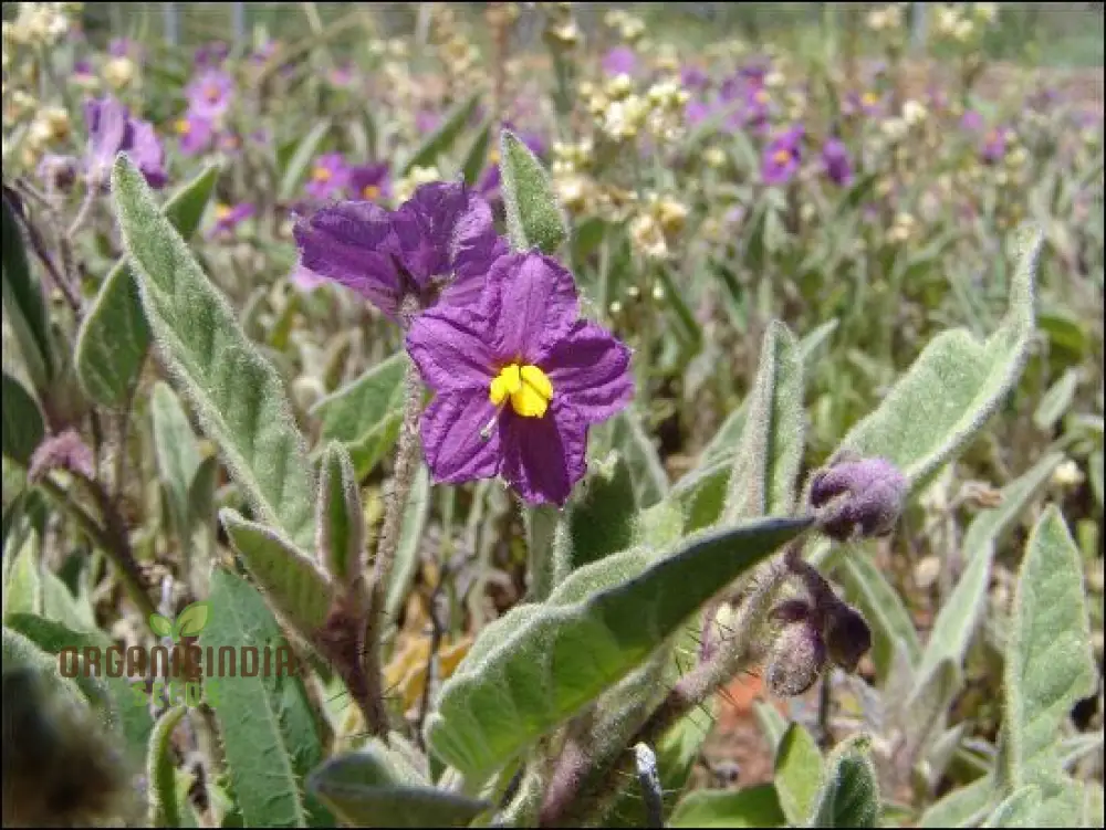 Wild Tomato WILDFLOWER Seeds for Gardening Enthusiasts - Organic Heirloom Varieties for Home Gardeners and Planting Enthusiasts - Image 3