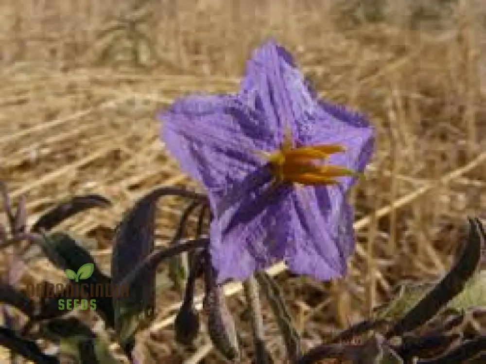 Wild Tomato WILDFLOWER Seeds for Gardening Enthusiasts - Organic Heirloom Varieties for Home Gardeners and Planting Enthusiasts - Image 4