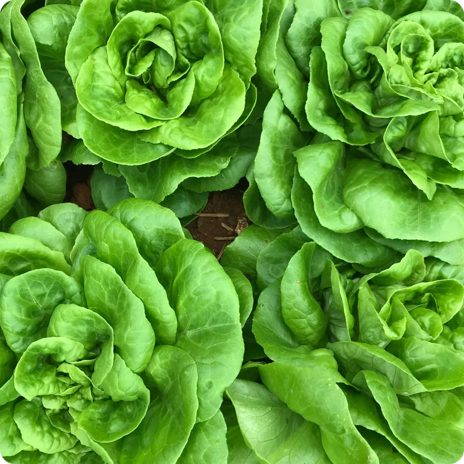 Winter Density Lettuce Seeds – Hardy, Crisp & Compact Romaine for Year-Round Growing - Image 2