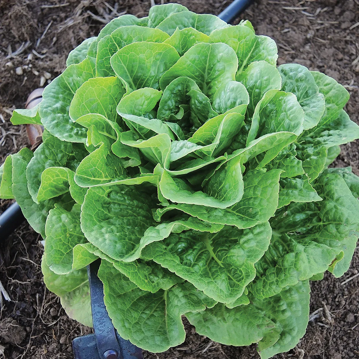 Winter Density Lettuce Seeds – Hardy, Crisp & Compact Romaine for Year-Round Growing - Image 3