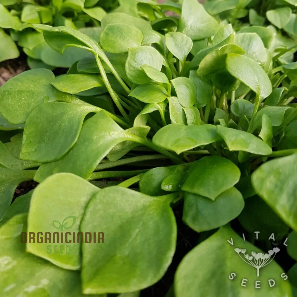 Winter Purslane Seeds – Nutritious & Hardy Greens for Winter Gardens