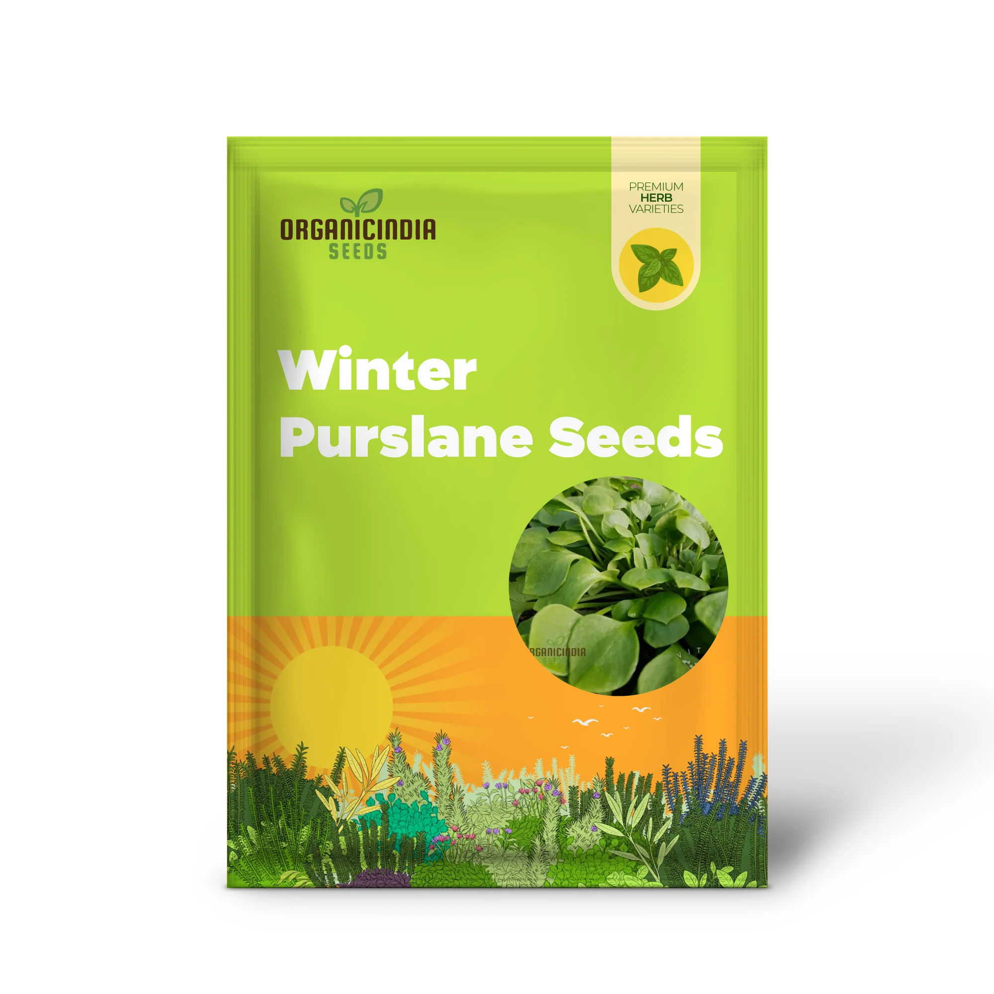 Winter Purslane Seeds – Nutritious & Hardy Greens for Winter Gardens - Image 2